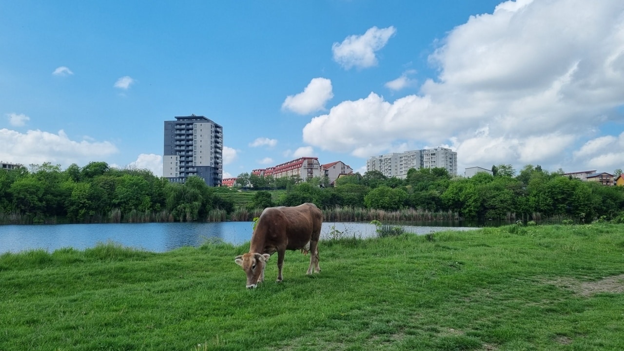 FOTO Locul din București unde vacile pasc liber, iar stufărișul te duce cu gândul la canalele din Deltă. „Poate deveni o bijuterie”