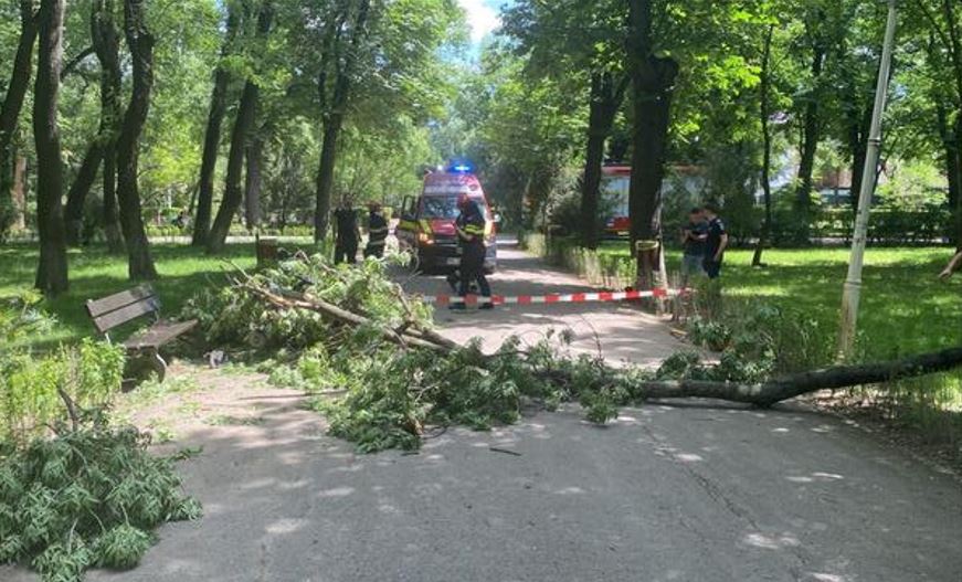 O creangă dintr-un copac din Parcul Bazilescu s-a prăbușit peste doi tineri. O fată e în comă / Primăria Sectorului 1 susține că arborele era sănătos / Dosar penal deschis de Poliție