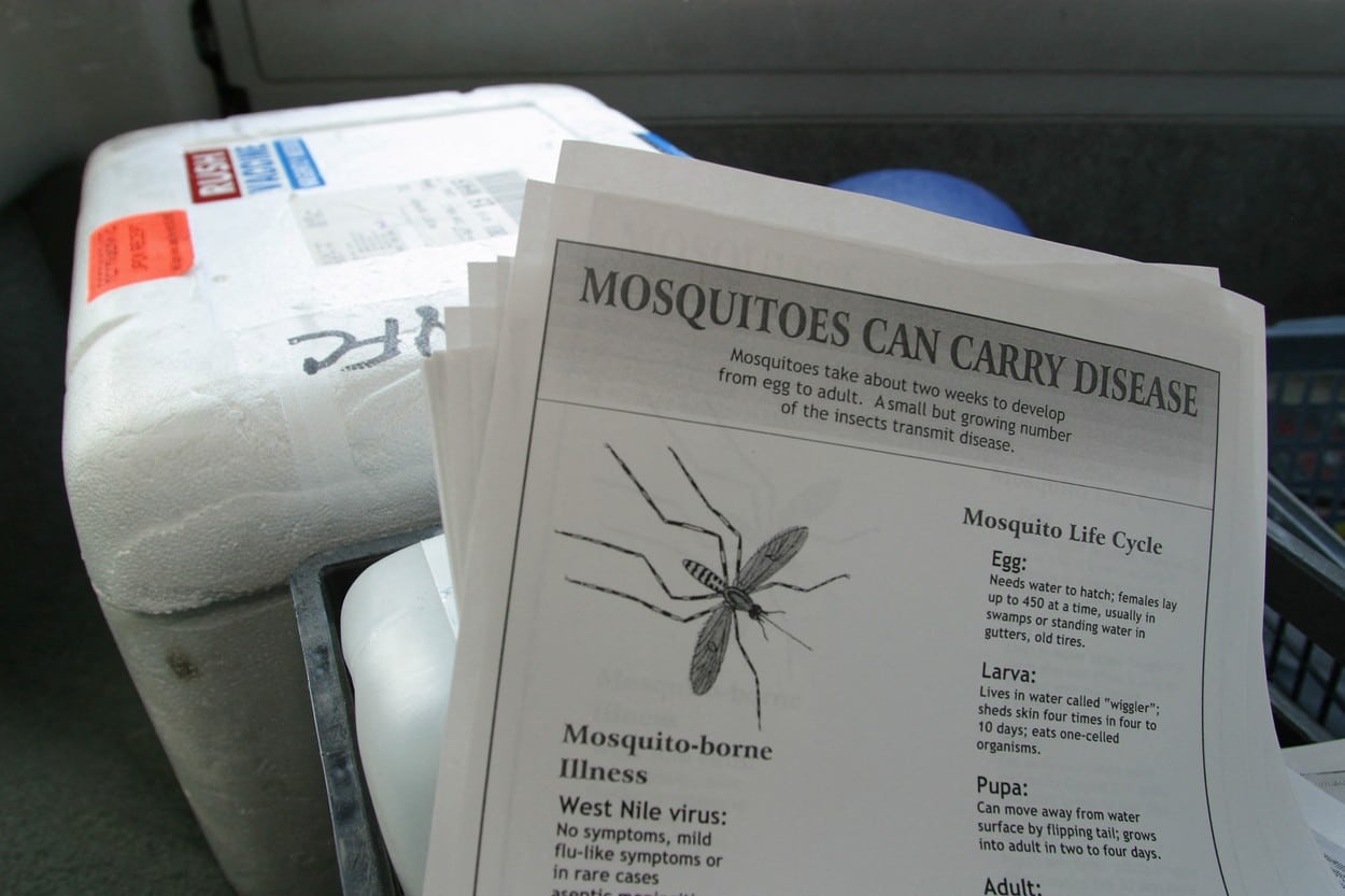 În Europa, cazurile de dengue și boli răspândite de țânțari înregistrează o „creștere semnificativă”