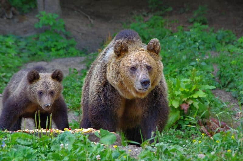 Persistă enigma agresiunii din Bucegi: Un specialist în carnivore mari insistă că ursul nu vânează oameni. „În toată istoria modernă a Europei nu a existat un urs care să atace și să-l mănânce pe om”